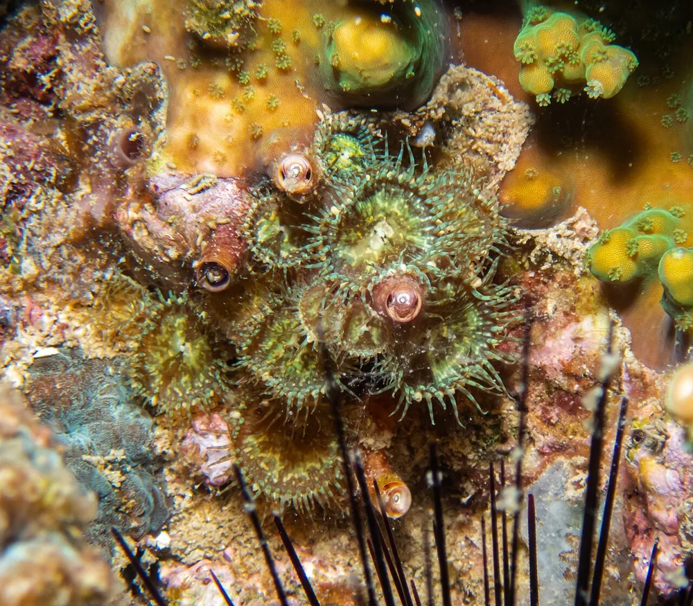 عکس Toxic zoanthid
