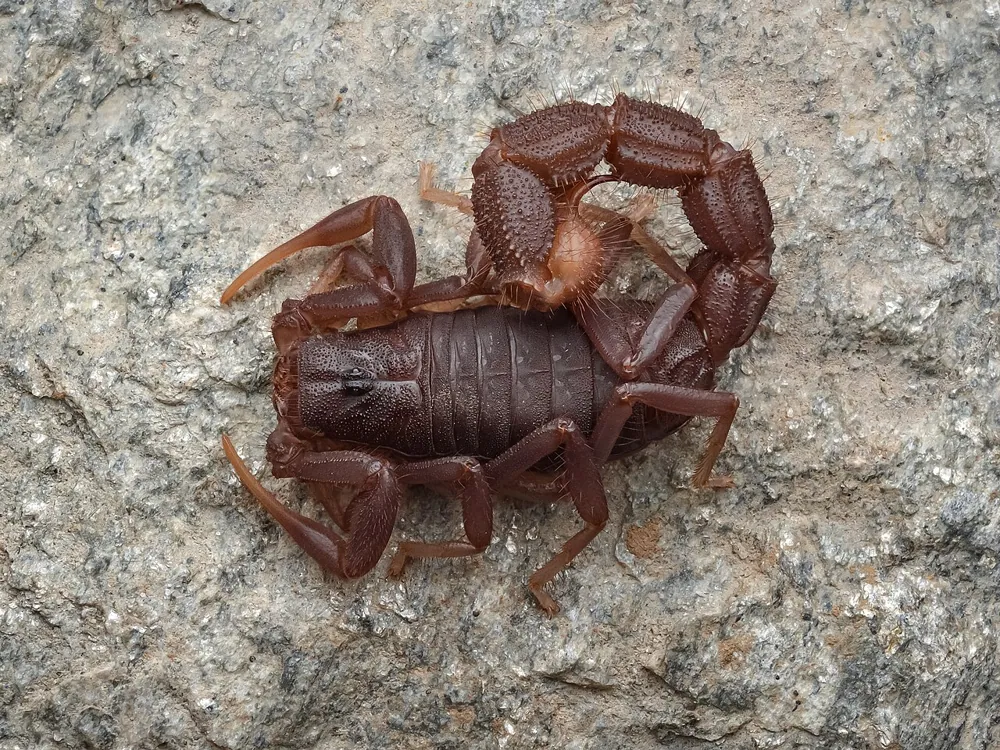 عکس Transvaal thick-tailed scorpion