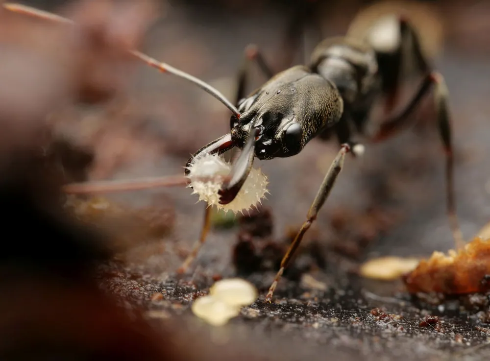 عکس Trap-jaw ant