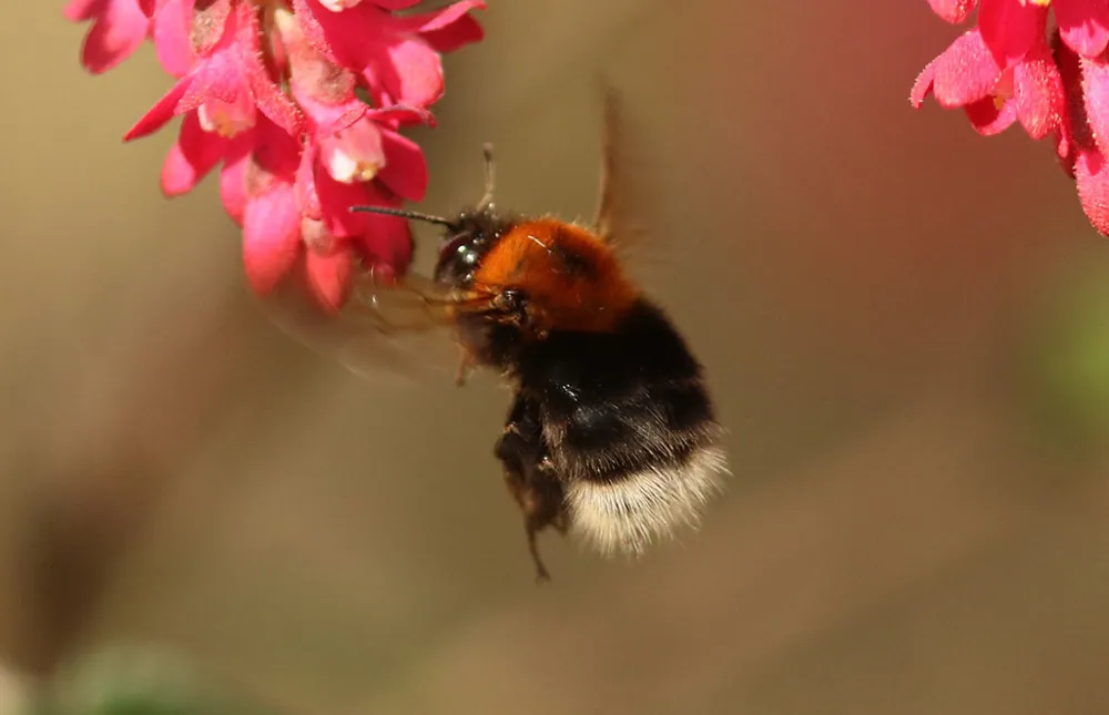 ภาพของTree bumblebee