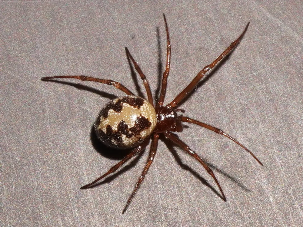 عکس Triangulate cobweb spider