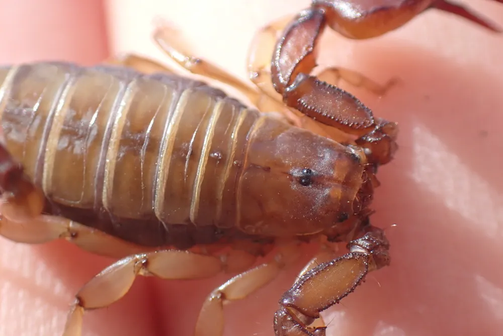 Trieste scorpion ఫోటో