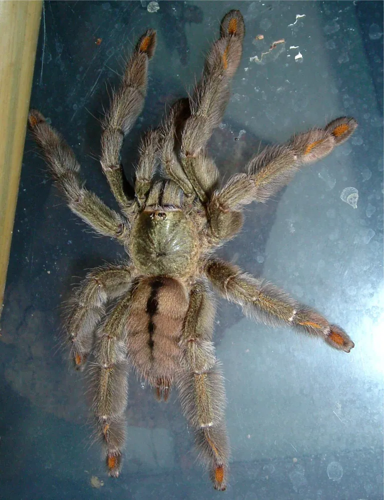عکس Trinidad chevron tarantula