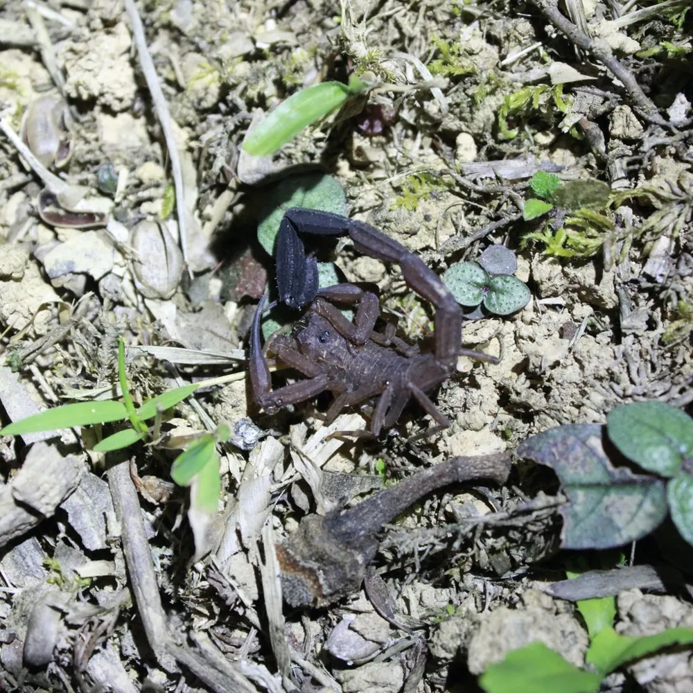 د Trinidad thick-tailed scorpion عکس