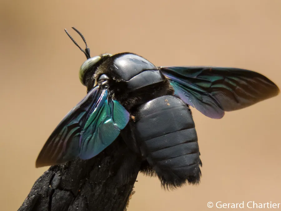 عکس Tropical carpenter bee