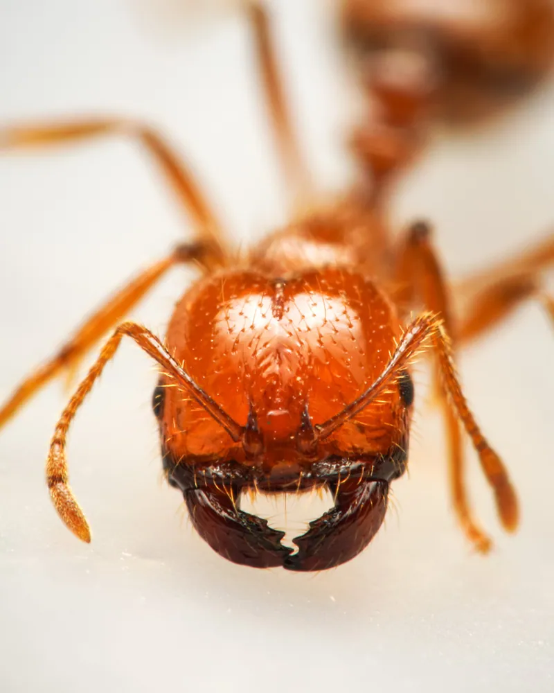 د Tropical fire ant عکس