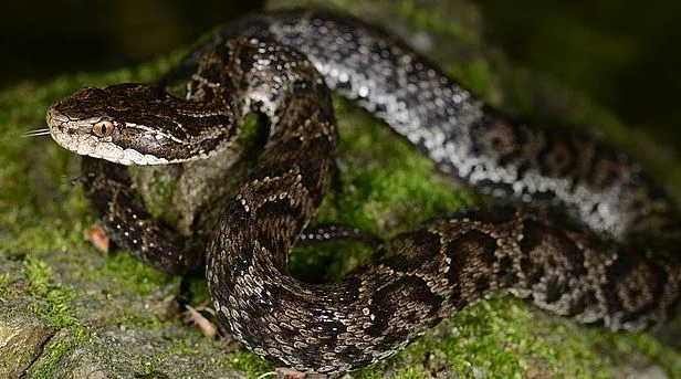 د Tsushima Island pit viper عکس