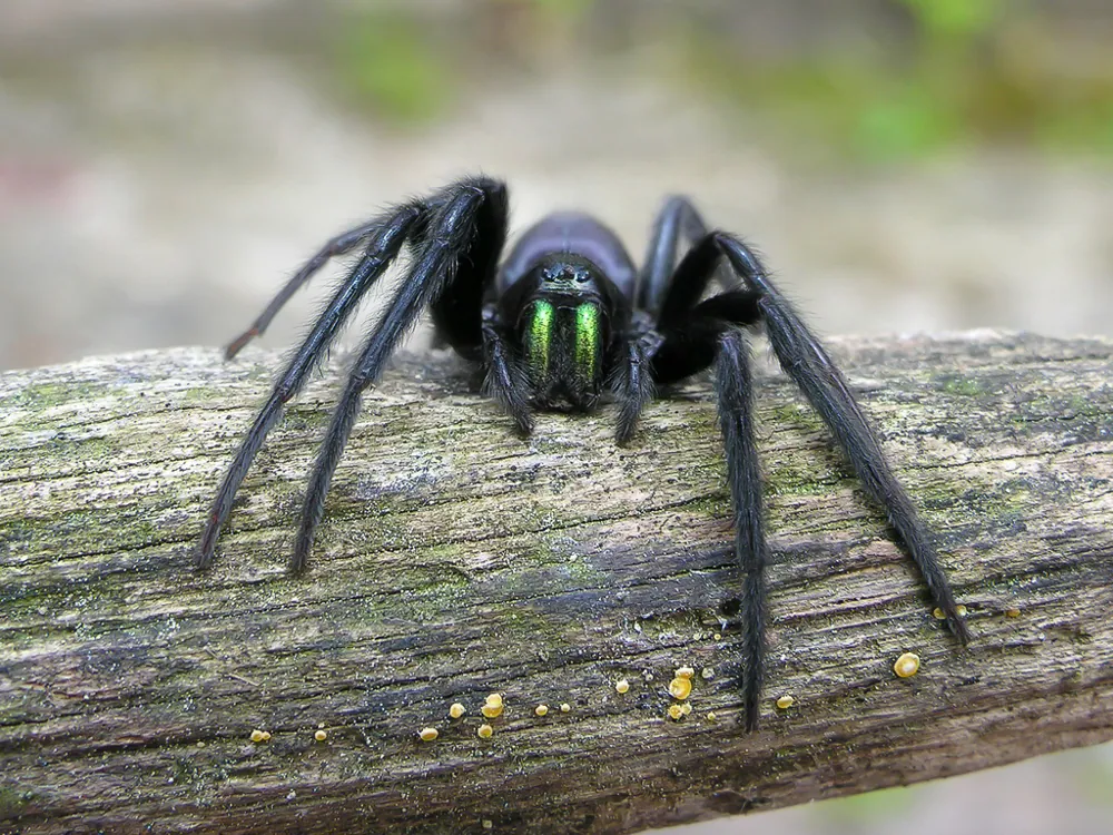 عکس Tube web spider