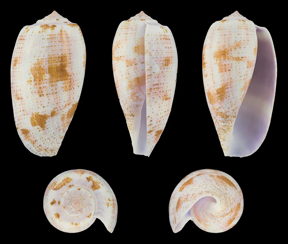ภาพของTulip cone