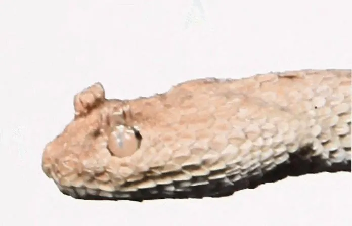 Foto di Tunisian crowned sand viper