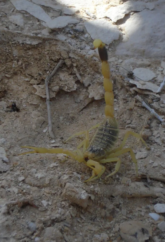 عکس Turkish deathstalker