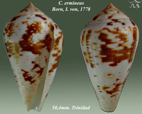 Turtle cone-এর ছবি