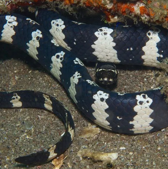عکس Turtle-headed sea snake