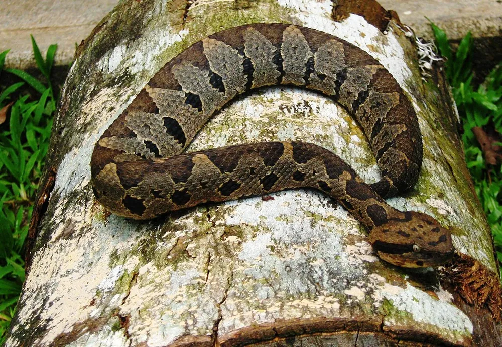 عکس Tuxtlan jumping pitviper