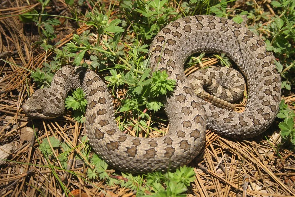 عکس Twin-spotted rattlesnake