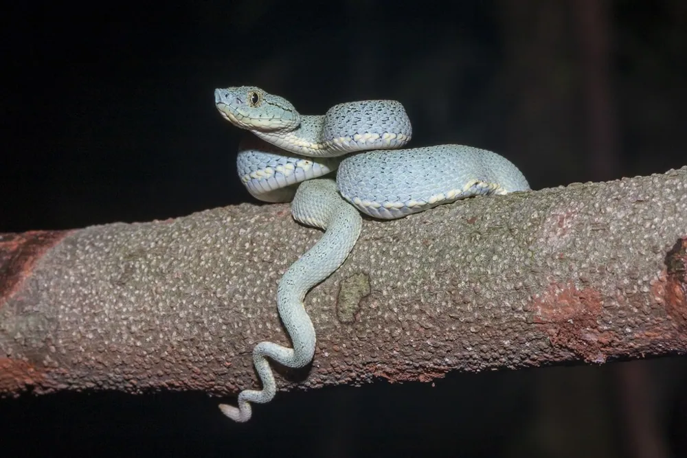 Foto de Two-striped forest pitviper