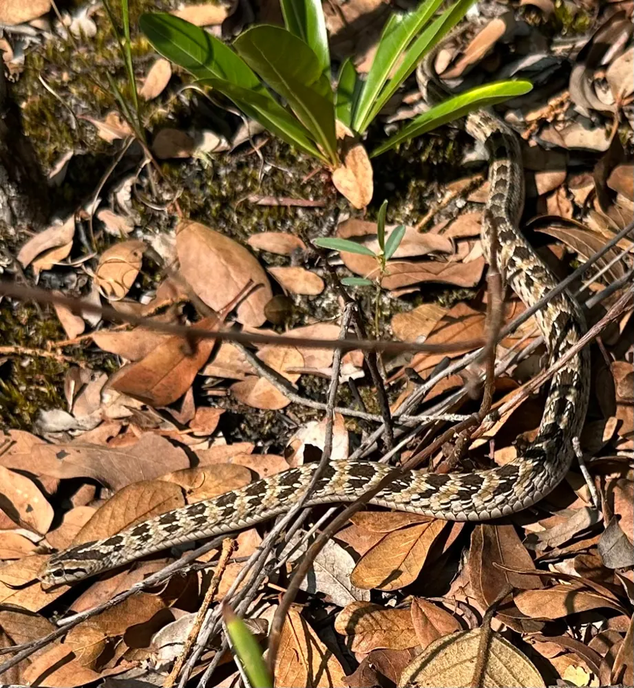Foto Two-striped night adder