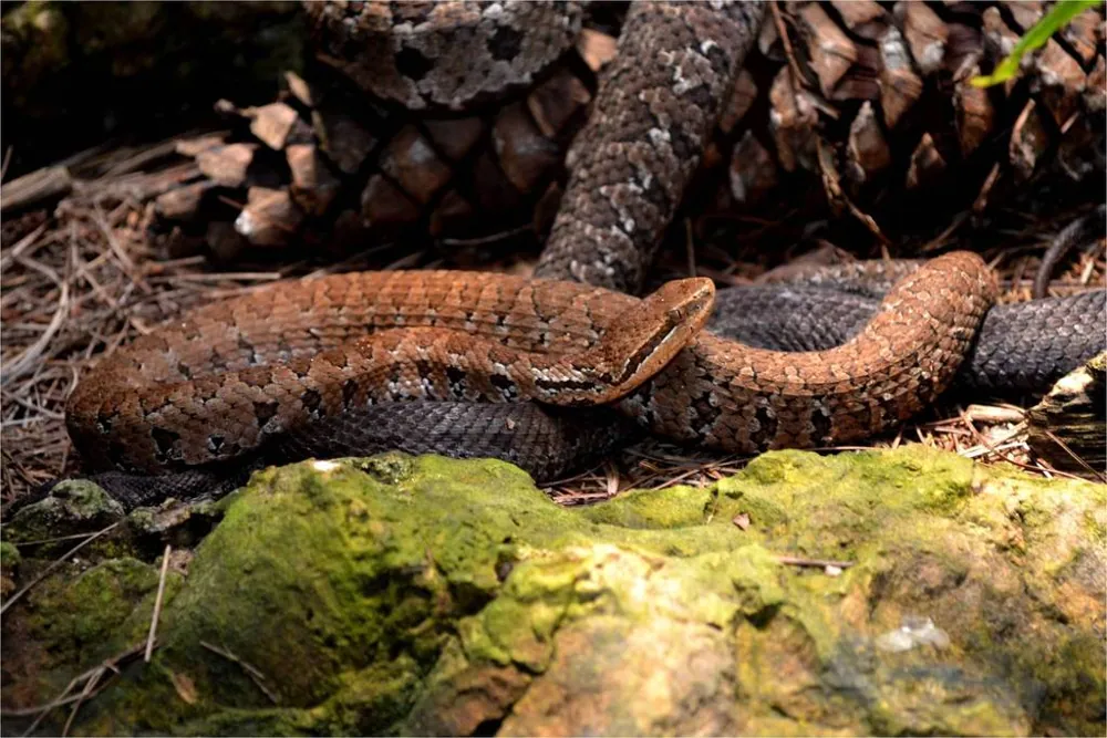 د Tzotzil montane pitviper عکس