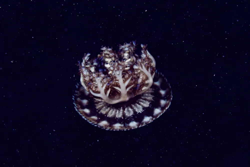 ภาพของUpside-down jellyfish