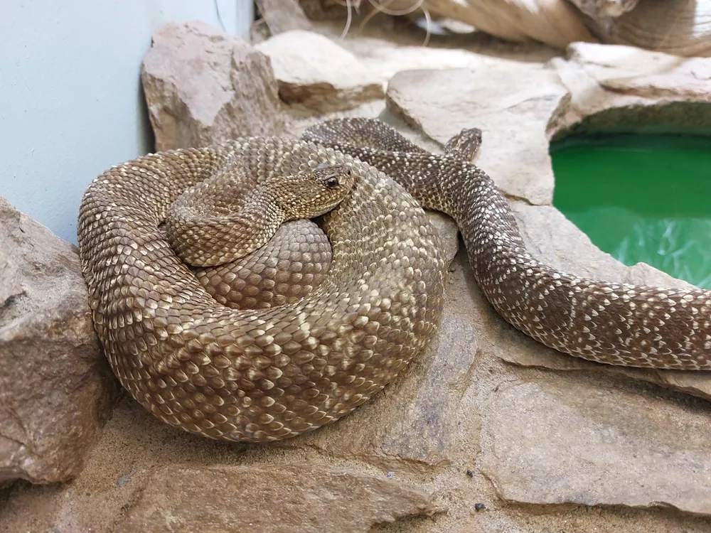 عکس Uracoan rattlesnake