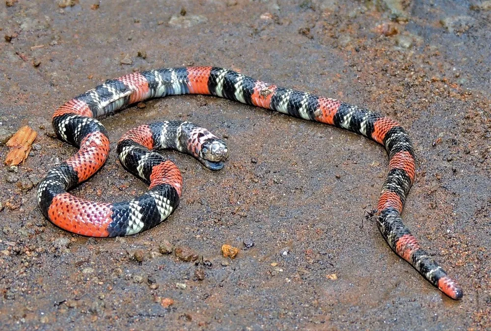 Foto de Uruguayan coral snake