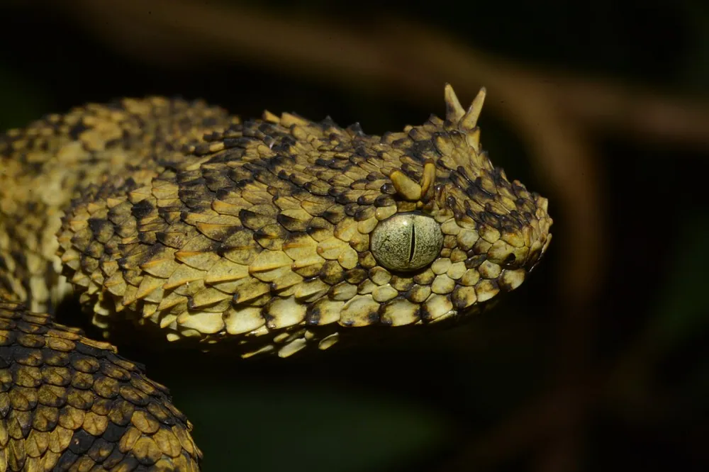 د Usambara eyelash viper عکس