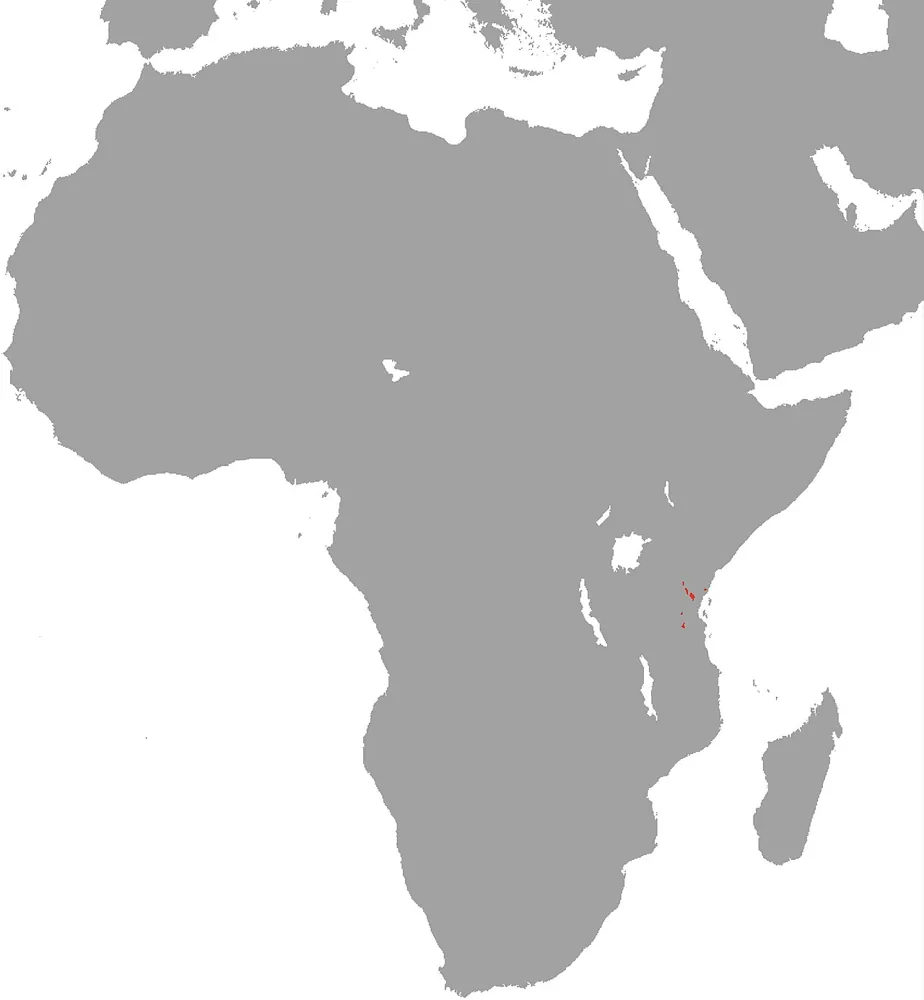 د Usambara garter snake عکس