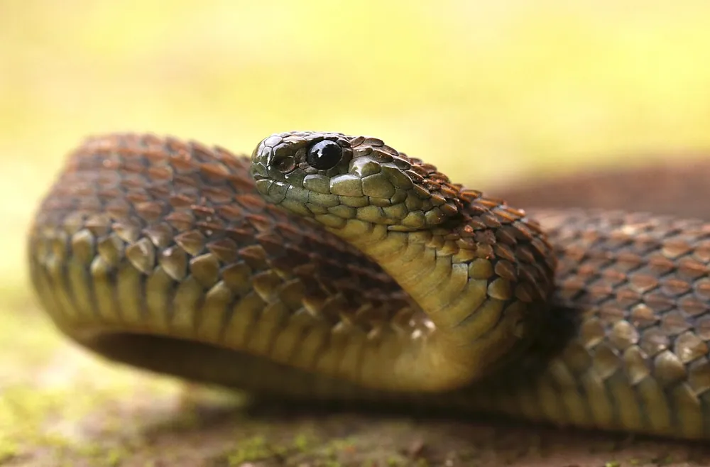 د Uzungwe viper عکس