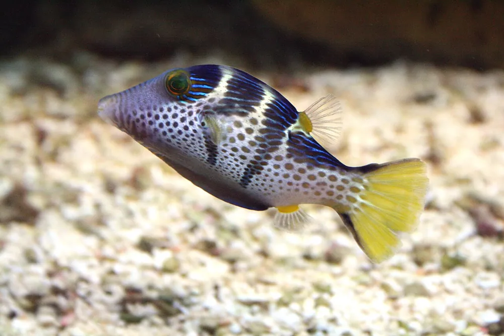د Valentin's sharpnose puffer عکس