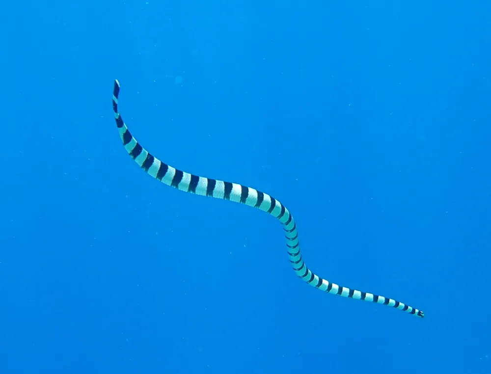 عکس Vanuatu sea krait
