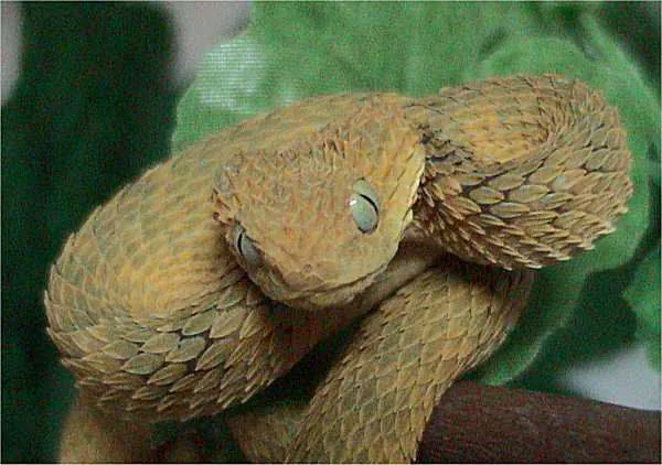 Variable bush viper ఫోటో