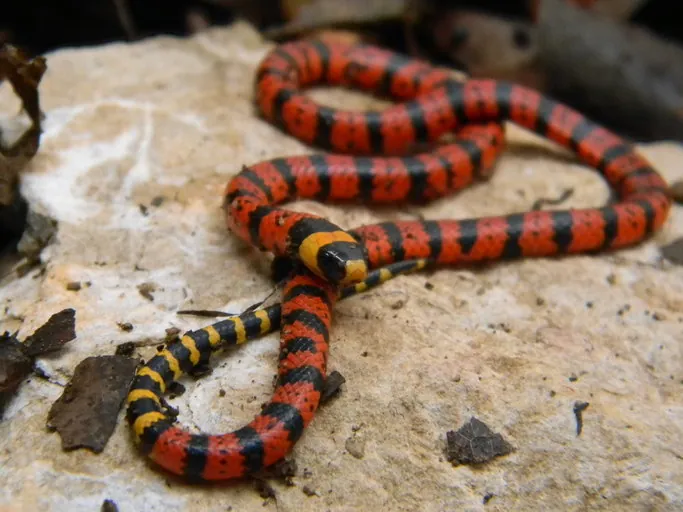 Foto de Variable coral snake