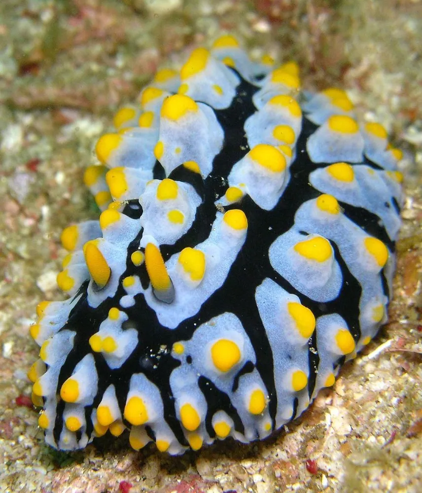 د Varicose wart slug عکس
