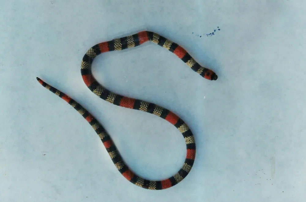 عکس Venezuela coral snake