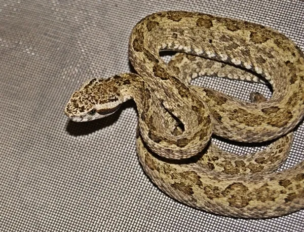 د Venezuelan lancehead عکس
