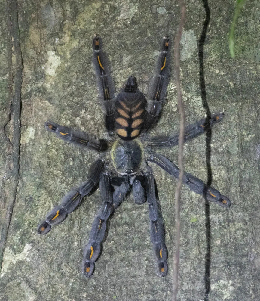 عکس Venezuelan suntiger