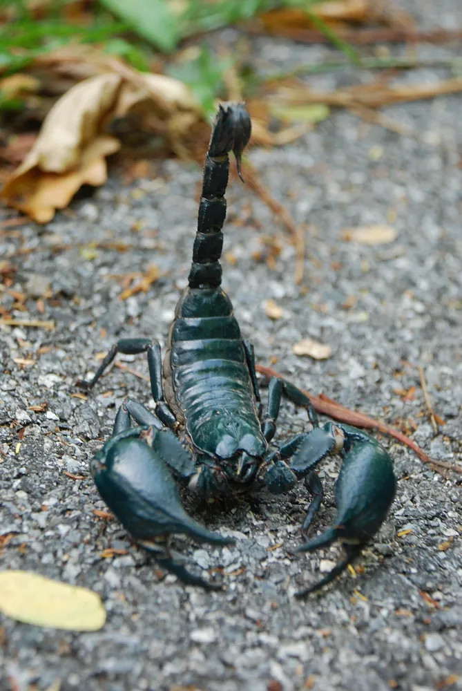 عکس Vietnam forest scorpion