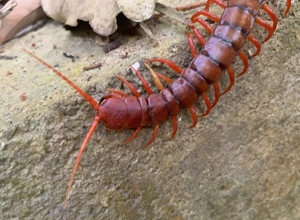 د Vietnamese giant centipede عکس