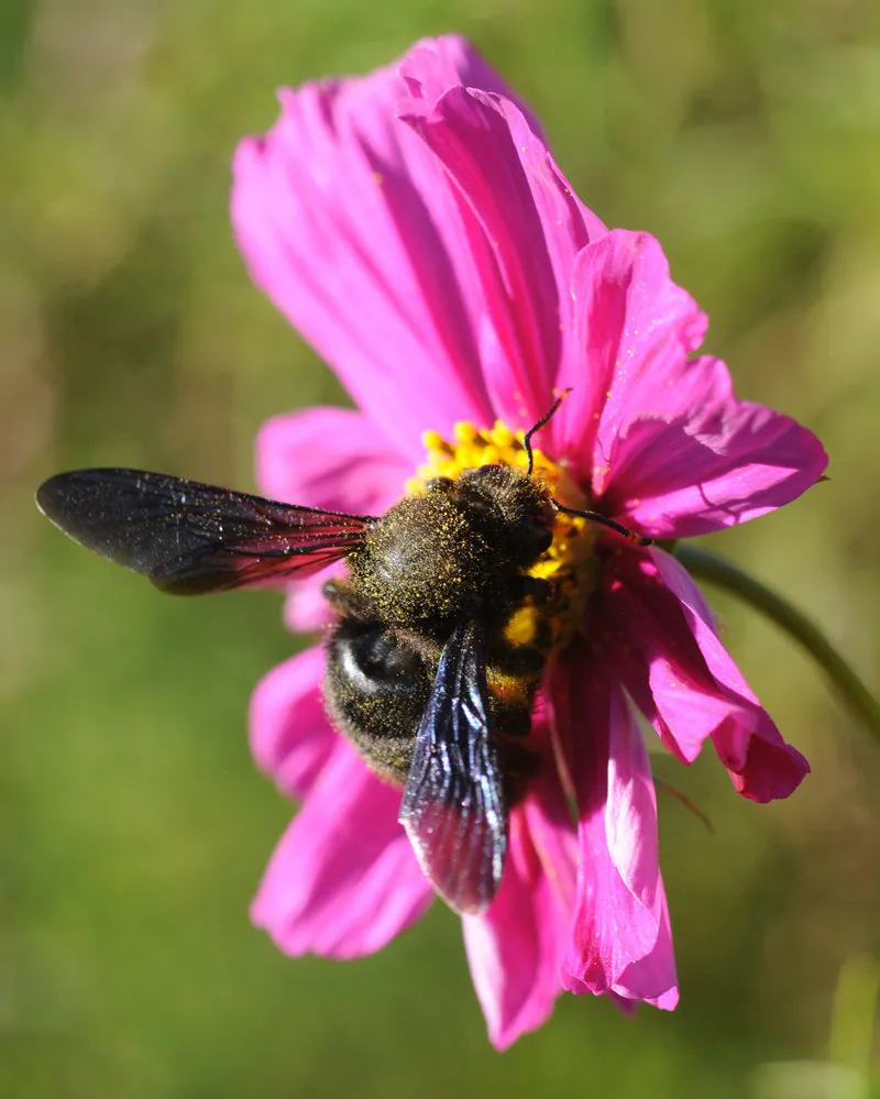 Violet carpenter bee کی تصویر
