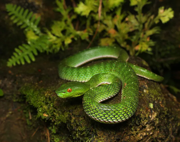 عکس Vogel's pit viper