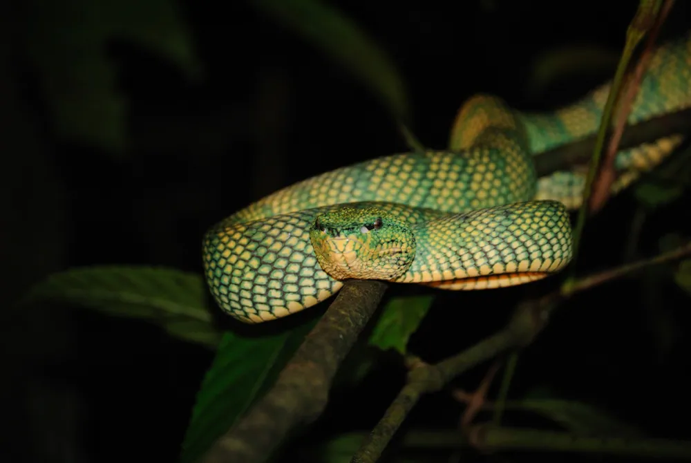 د Wagler's pit viper عکس