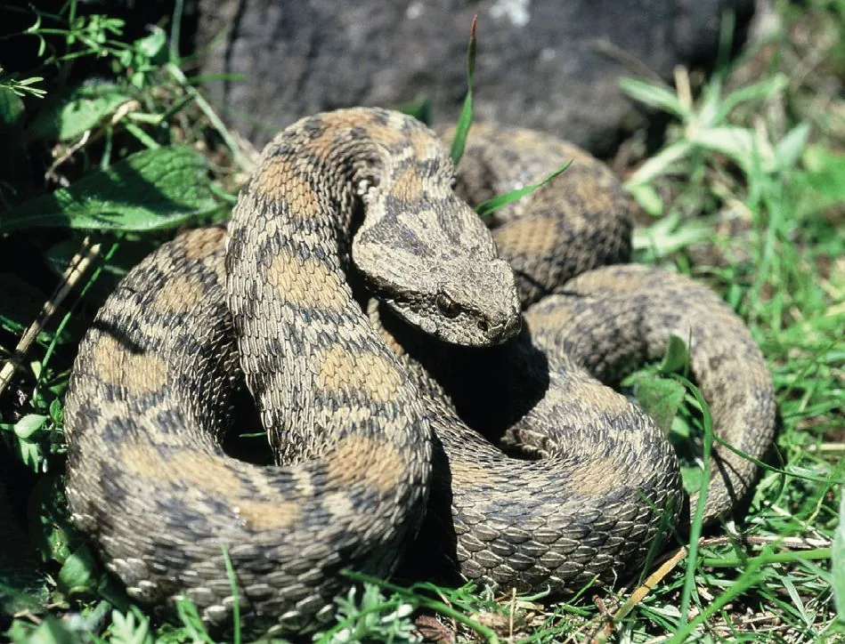 عکس Wagner's viper