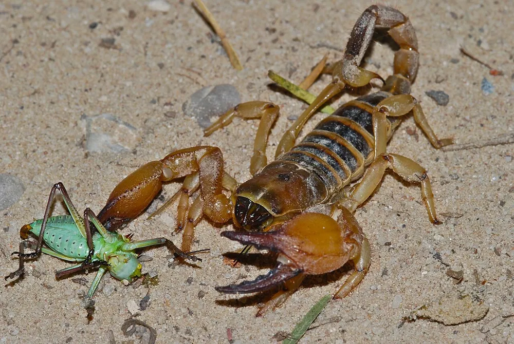 عکس Wahlberg's burrowing scorpion