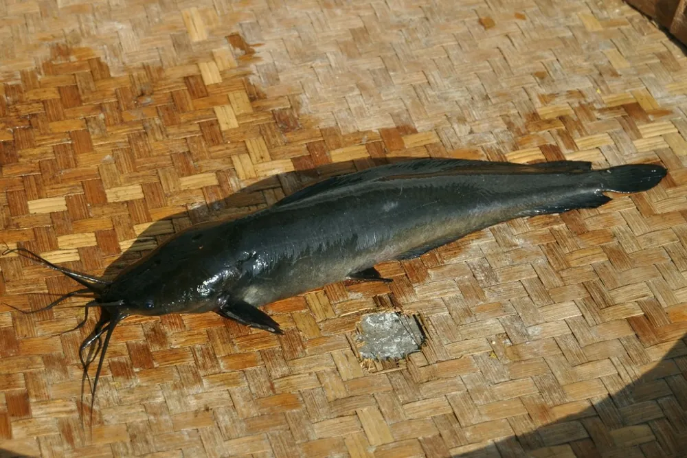 Walking catfish کی تصویر