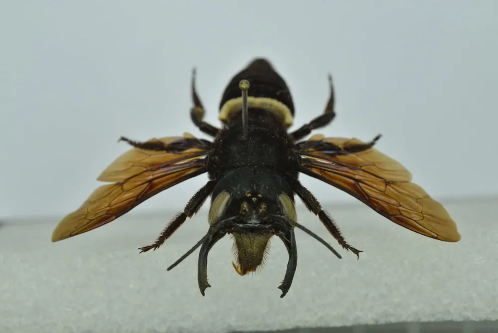 ภาพของWallace's giant bee