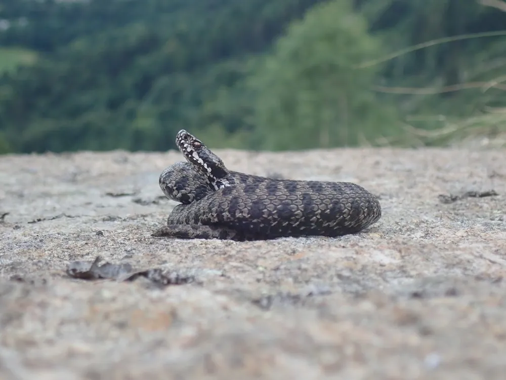 عکس Walser viper