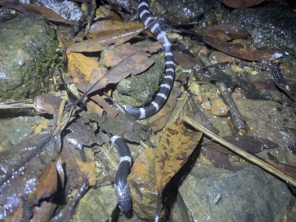 د Wanghaoting's krait عکس