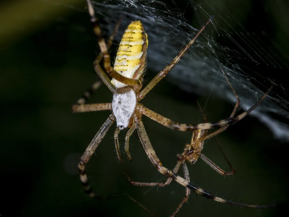 Wasp spider ఫోటో