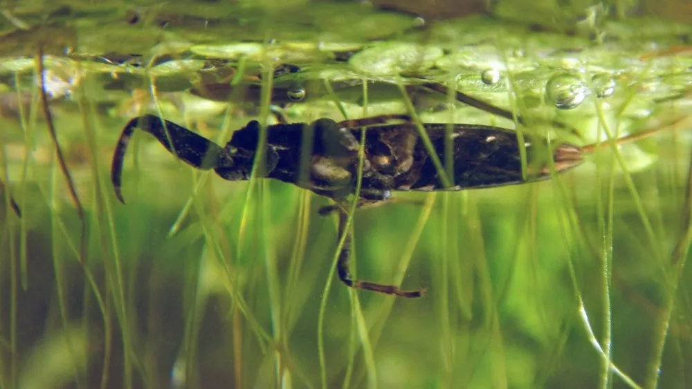 عکس Water scorpion
