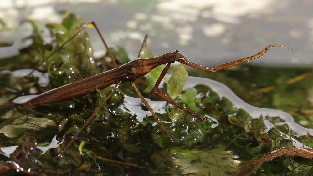 عکس Water stick insect